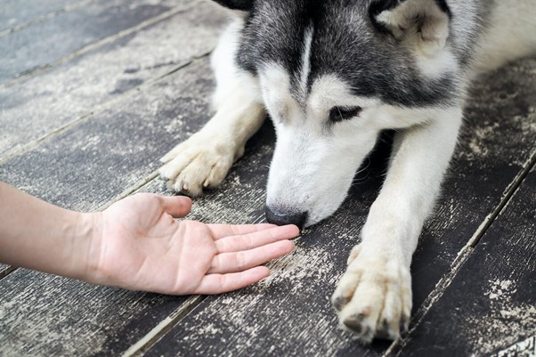 Πώς να εκπαιδεύσετε την αίσθηση της όσφρησης του σκύλου σας 3