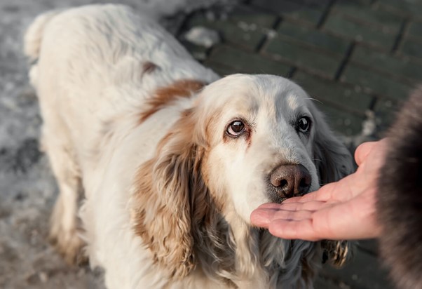 Πώς να εκπαιδεύσετε την αίσθηση της όσφρησης του σκύλου σας 4