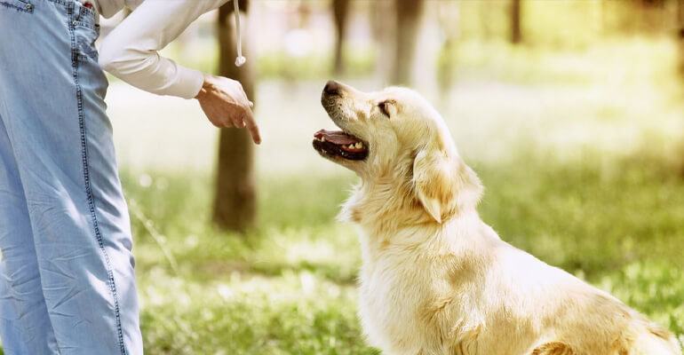 Hundetraining mit Positiver Verstärkung