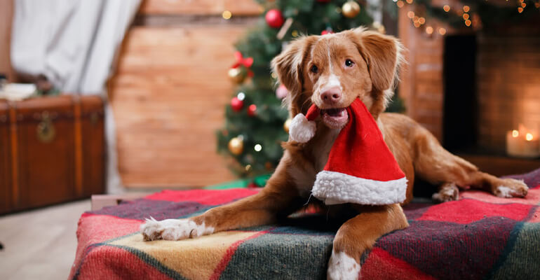 Weihnachten & Hund entspannt feiern
