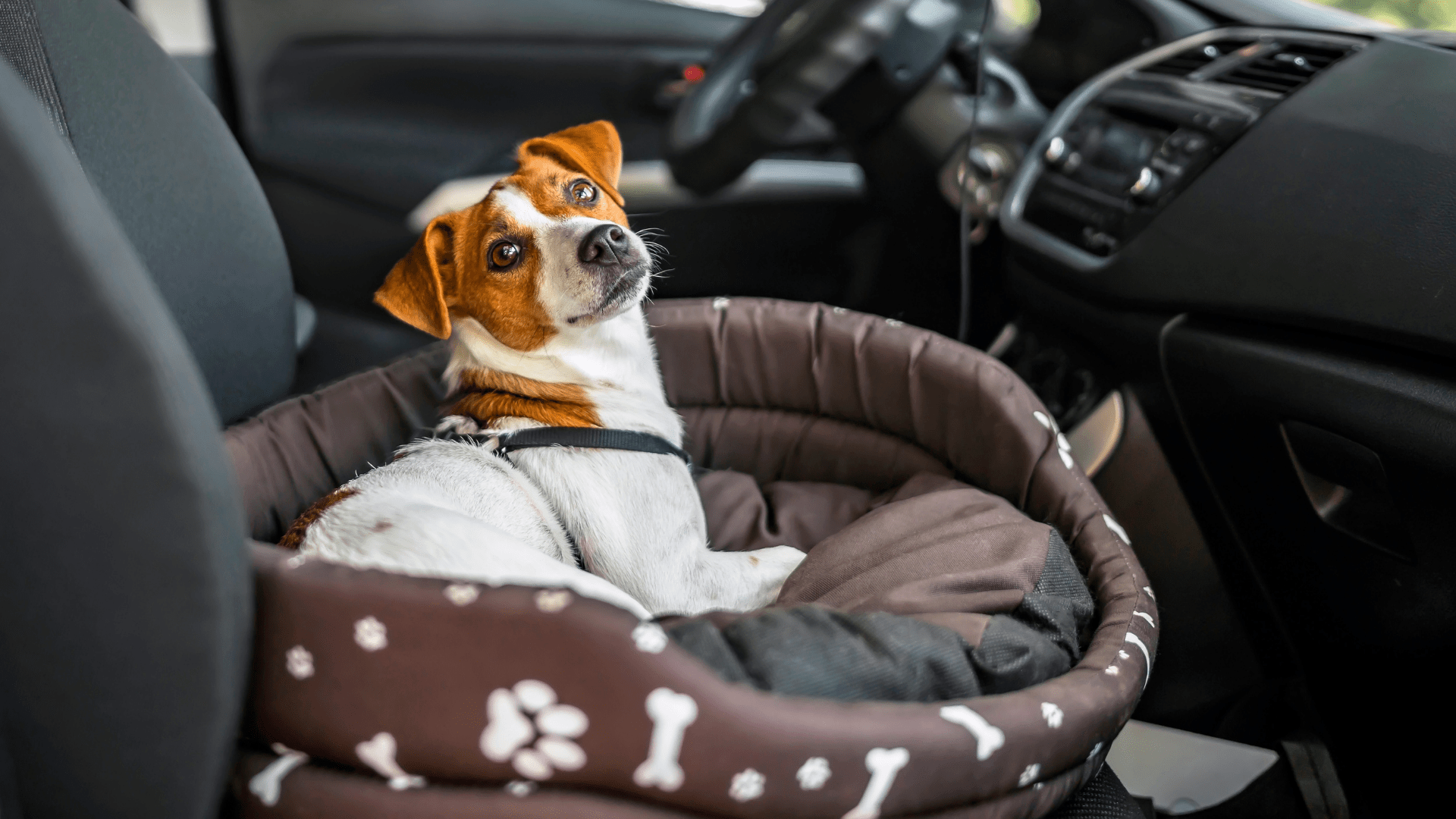 dog in bed in the car