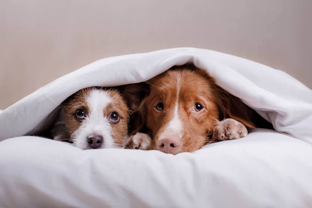 Hunde verstecken sich unter Decke bei Gewitter
