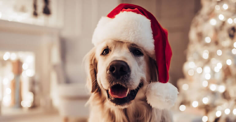Hund entspannt an Weihnachten