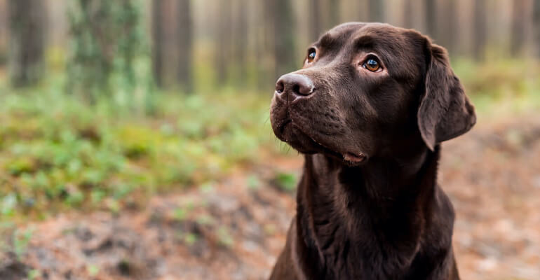 Wie Hunde uns helfen: Labrador