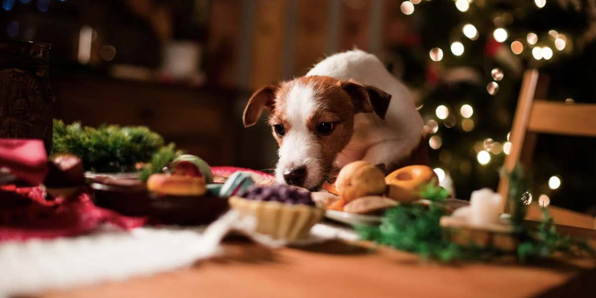 terrier dog sniffing christmas dinner