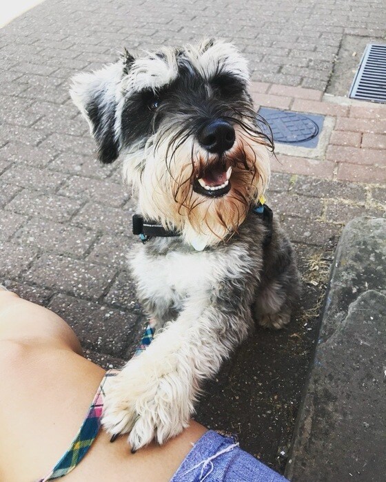 Small dog with their paw on a person’s leg.