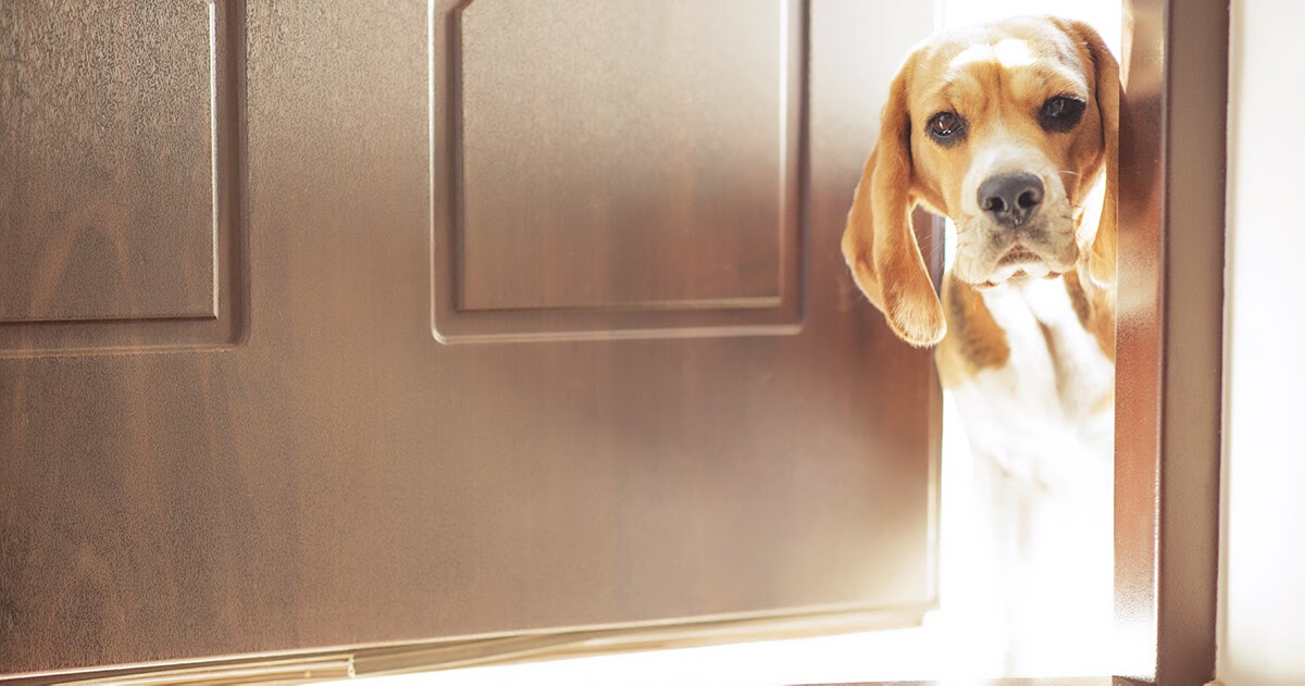 ADAPTIL | MAY 2020 | A Pooch’s Point of View ‘Who is that at the door?’-2