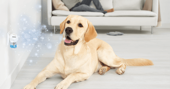 Golden lab dog laying on floor beside Adaptil Diffuser