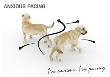 ANXIOUS PACING