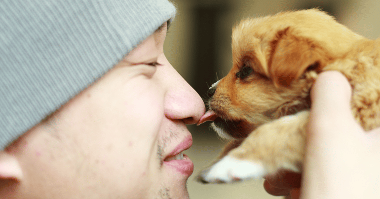 puppy licking mans nose