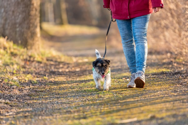 Small Jack Russell terrier on a dog walk through a forest.