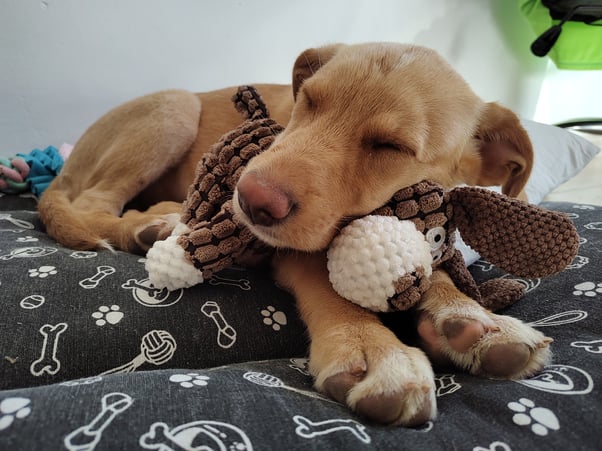 Sleeping puppy curled up on a dog bed, leaning on a stuffed dog toy.