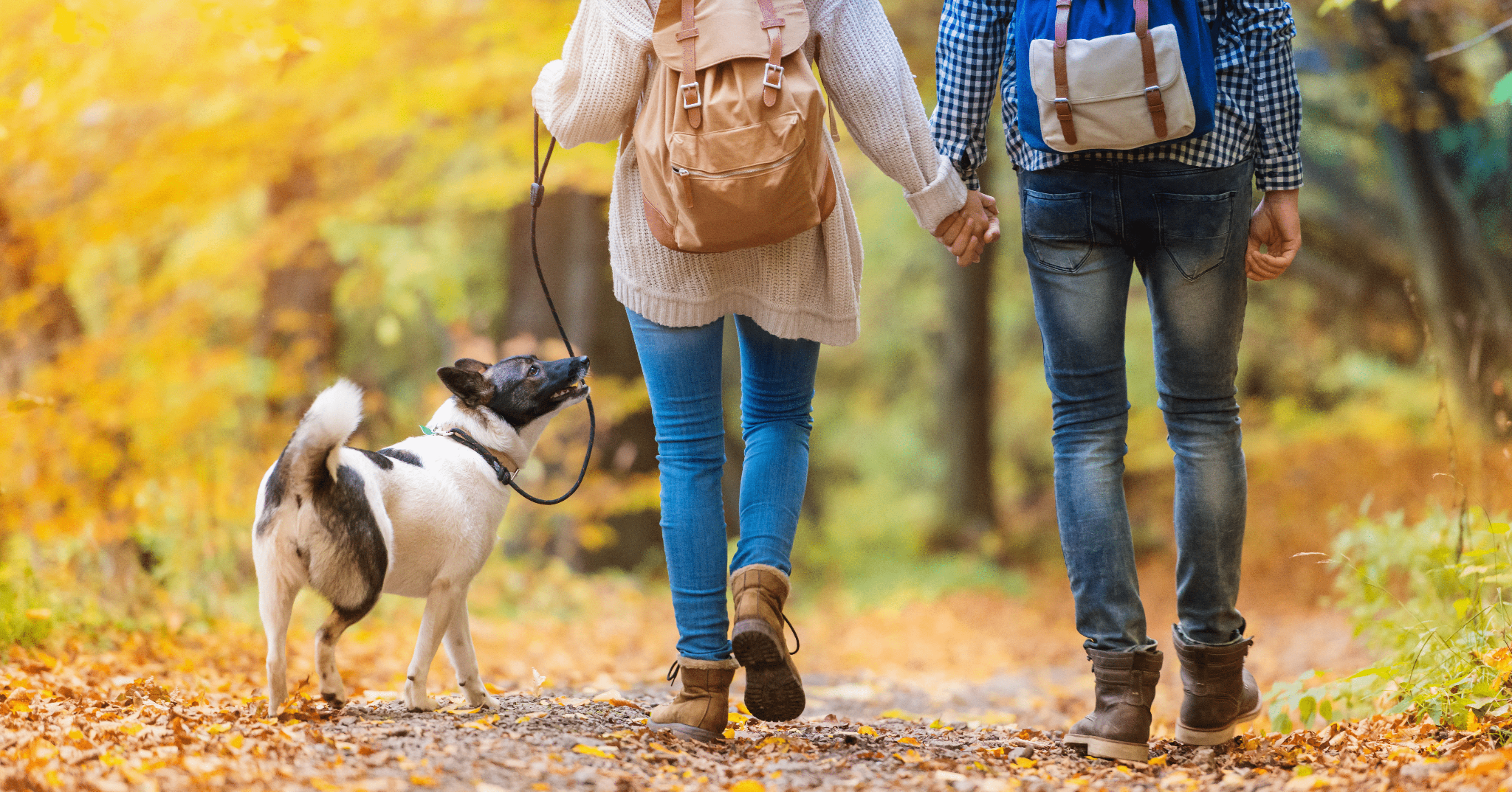 Benefici del camminare con il cane