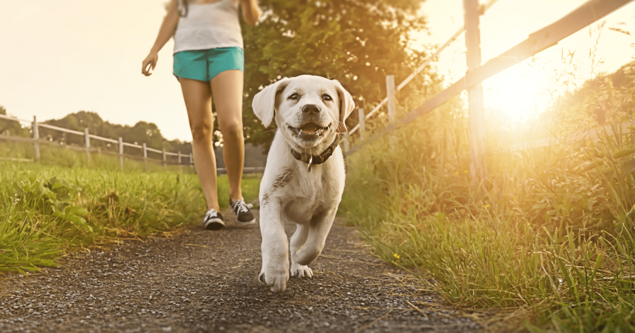 Benefici della passeggiata con il cane