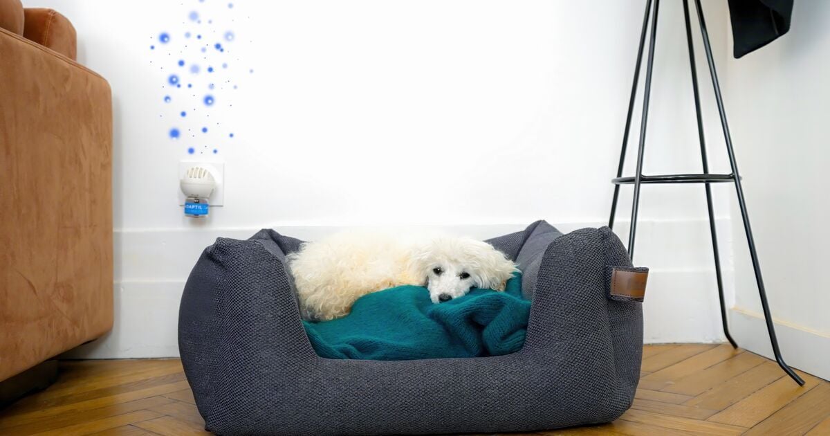 Uszkár fekszik a fekhelyén egy takarón egy ADAPTIL Calm Párologtató mellett