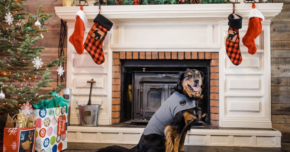 Egy kutya ThunderShirt by ADAPTIL nyugi mellényt visel egy kidíszített kandalló előtt