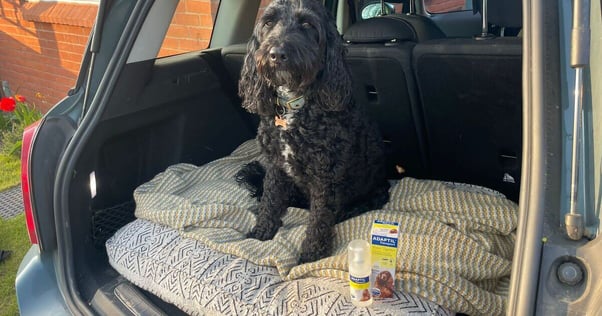 Dog sitting happily in car with ADAPTIL Transport.