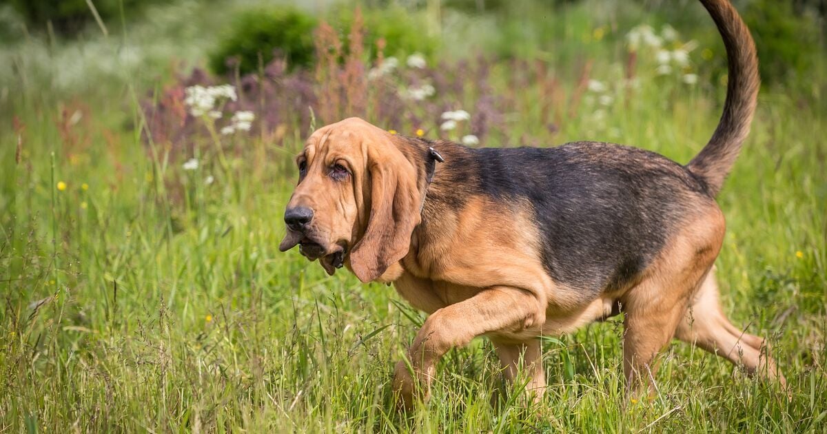 Angol véreb sétál a fűben  