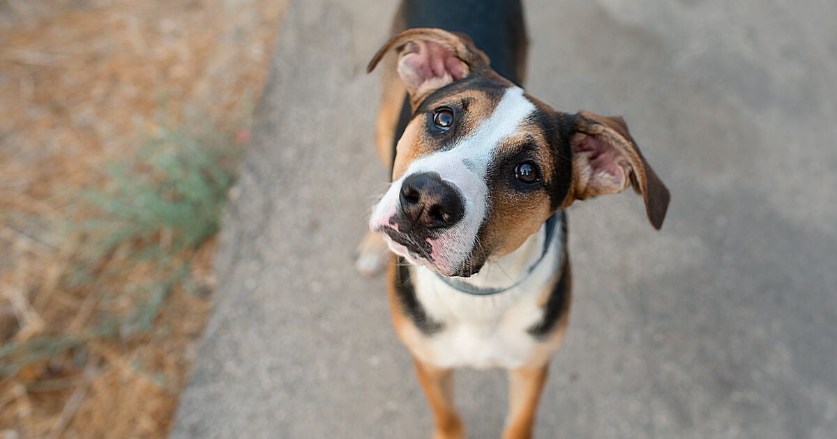Kutya apró fülmozdulatokkal figyel 