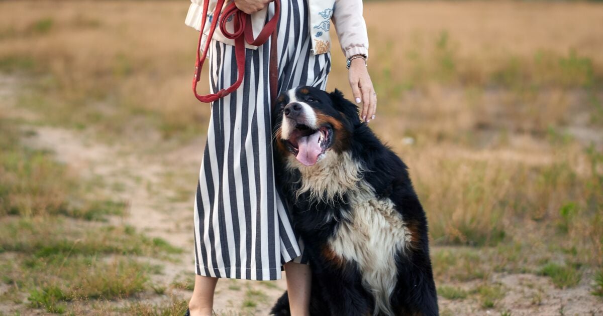Kutya a gazdija lábához bújik séta közben   