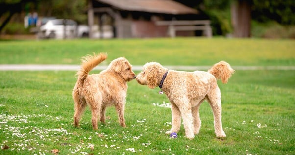 Pair of dogs being introduced in a park.