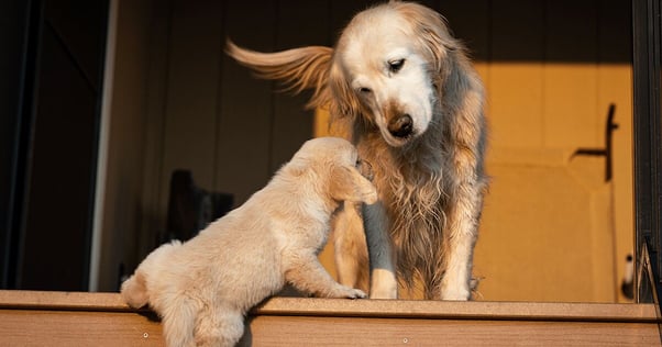 A small puppy climbing the stairs up to a larger dog.