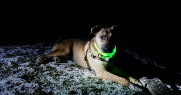 Dog at night wearing a light-up collar.