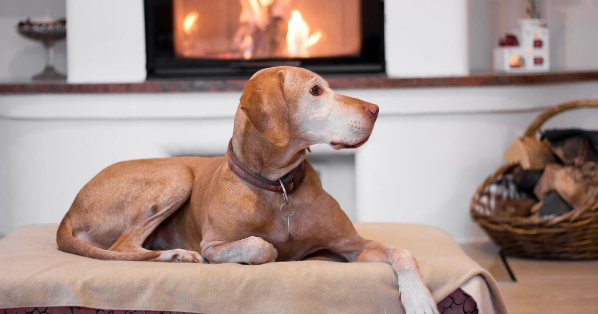 Idősebb kutya fekszik az ágyában a kandalló előtt &nbsp;