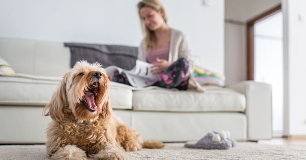 Yawning dog beside their human.