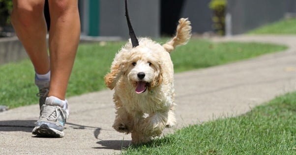 Puppy walking outdoors.