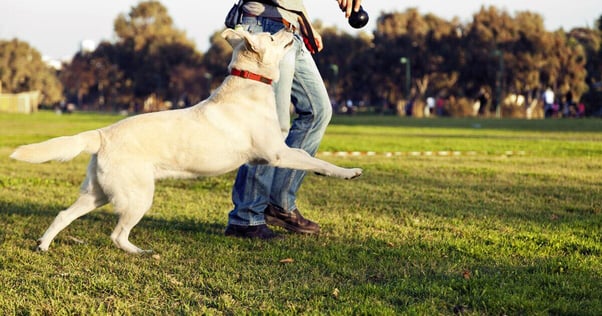 Labrador receiving professional training outdoors.