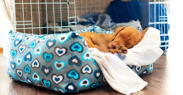 Puppy asleep in a bed next to its crate.