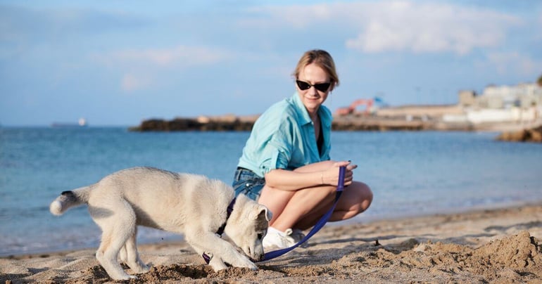 Hund, der graver et hul på stranden.