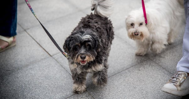 Two dogs on a walk outside.