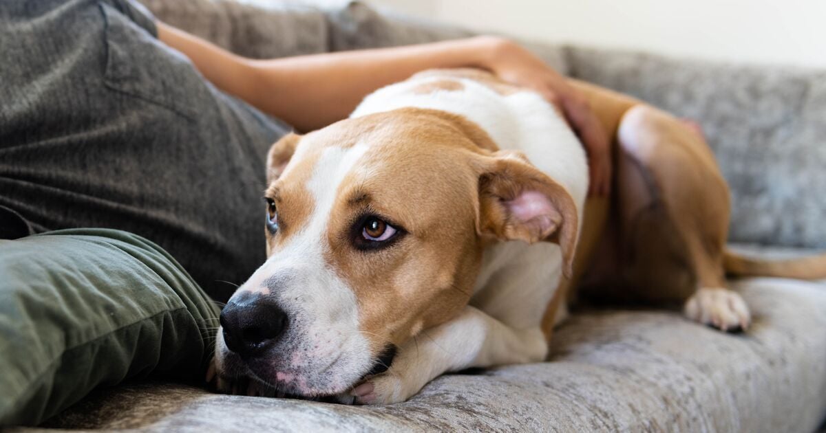 Ideges kutya hátralapított fülekkel 