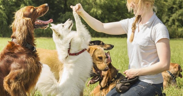 Dog trainer with a group of dogs outdoors.