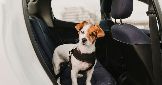 Jack Russell dog in the back seats of a car, strapped into a harness. 