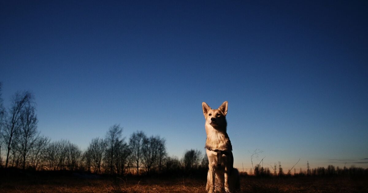 How To Keep Your Dog Safe When Walking At Night