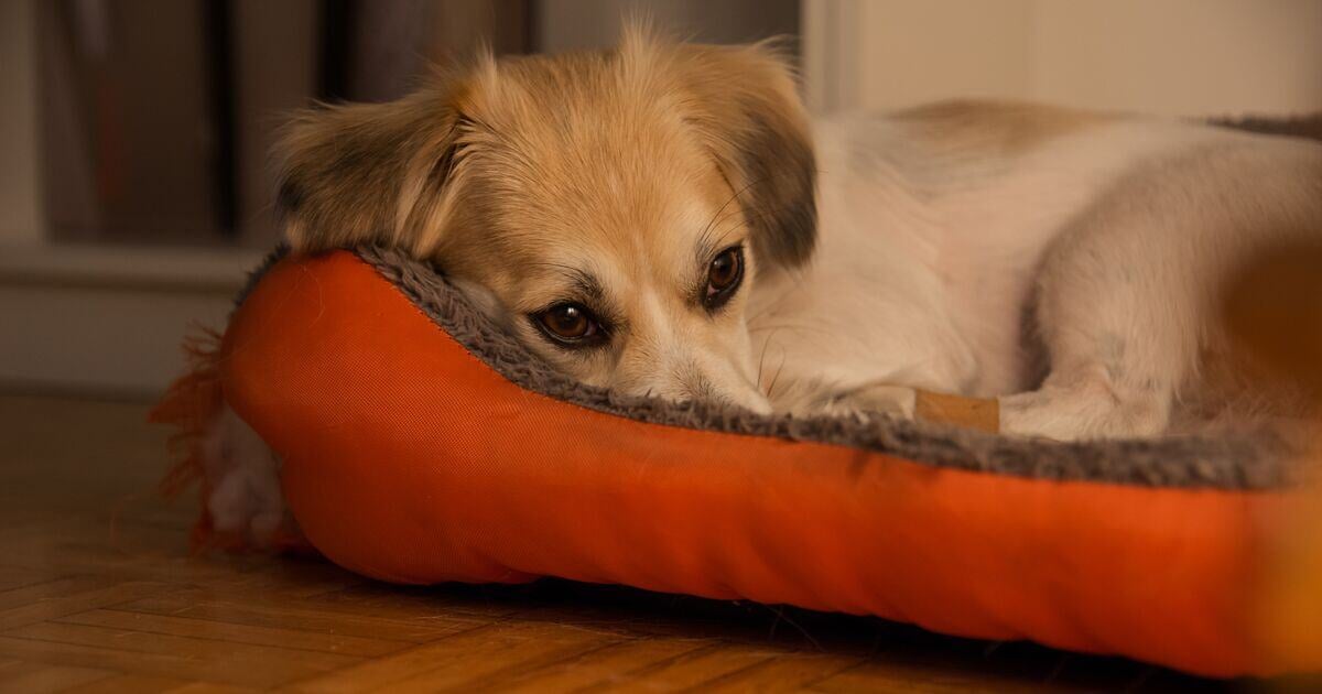 Blog_Article_Image-shutterstock_1550741750-1