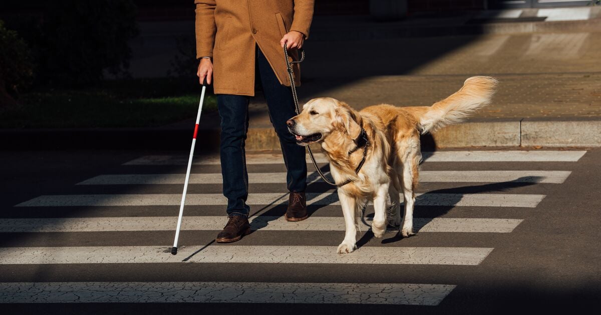 Golden retriever átvezet egy vak embert a zebrán  