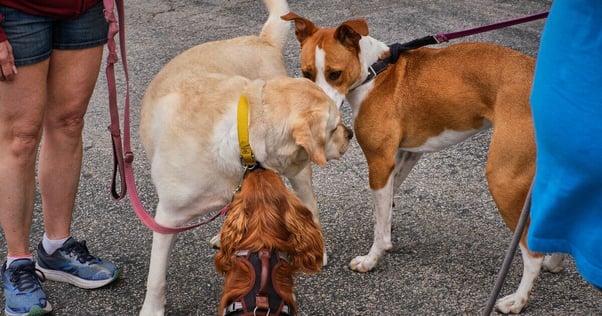 Three dogs meeting in the street.