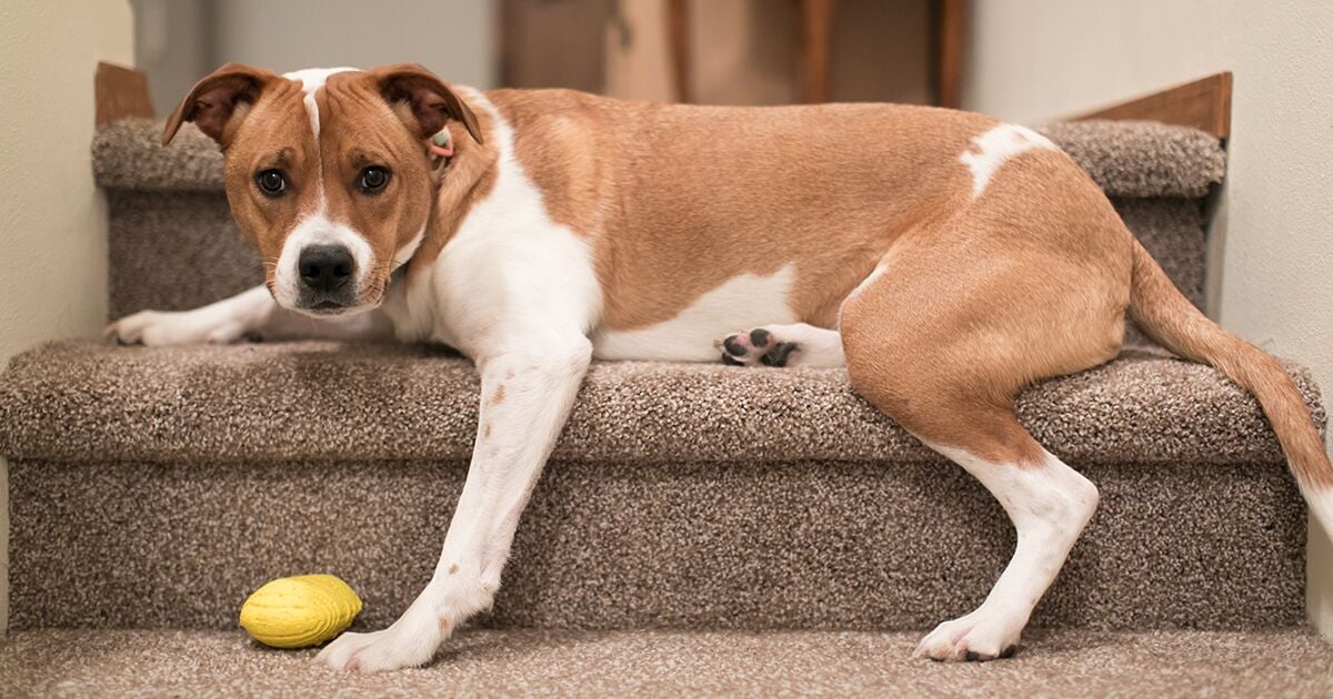 Why Is My Dog Afraid Of Stairs?