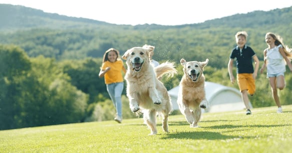 Two dogs running through a field whilst their family follows behind.