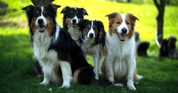 Four Border Collies sitting in a line.