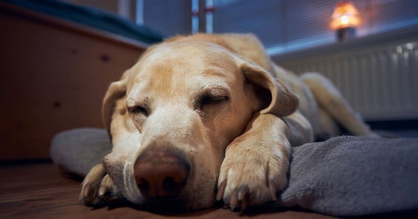 Labrador Retriever dog in their bed, asleep at night.