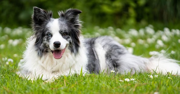 Blog_Article_Image-Border Collie with different colour eyes.