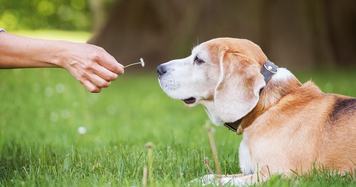 Idős kutya szagolgat egy virágot 