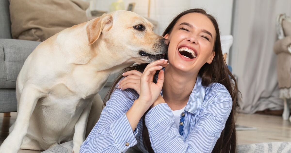 Labrador szagolja a nevető gazdija arcát 