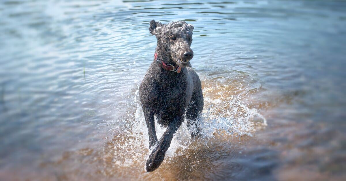 Blog_Article_Image-shutterstock_176740199-1