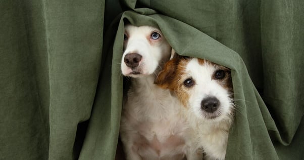 Pair of dogs peering out from under a blanket.